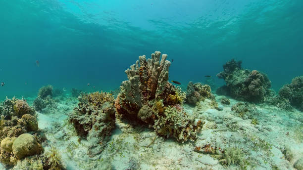 istock Coral reef and tropical fish underwater. Philippines 1357921315