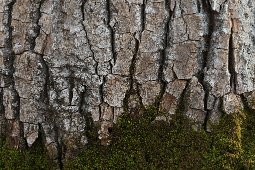 Bark meets moss at the bottom of a tree trunk in the Connecticut woods