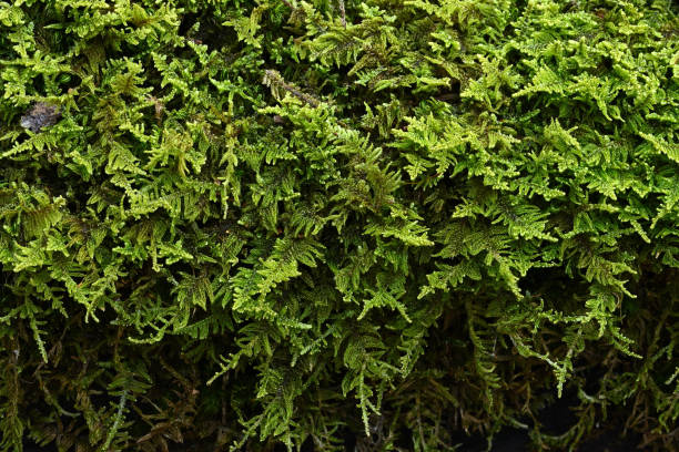 istock Fern moss on old railroad tie 1357921744