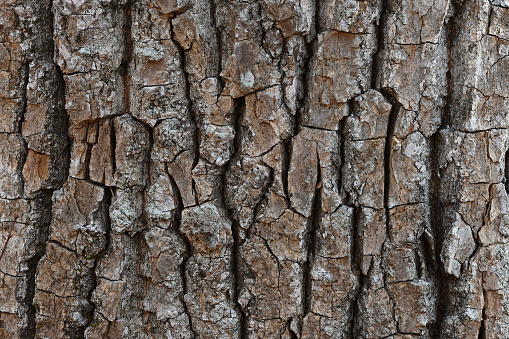 Close up of alder tree bark