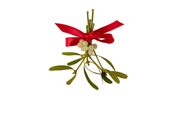 fiocco rosso legato su un mazzo di vischio con bacche bianche e foglie verdi - mistletoe foto e immagini stock