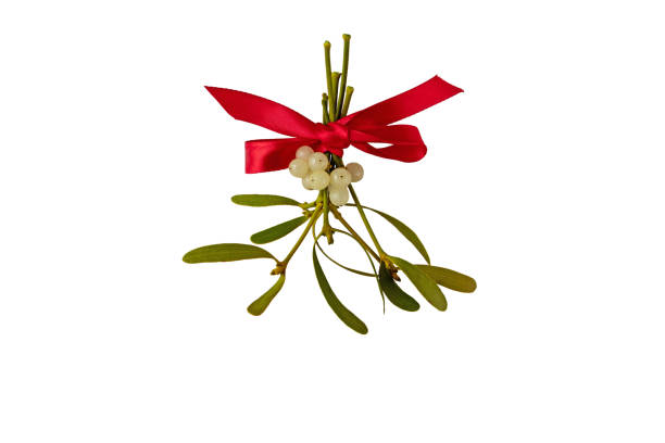 Red bow tied on a bunch of mistletoe with white berries and green leaves Red bow tied on a bunch of mistletoe with white berries and green leaves. Christmas decoration isolated on white. mistletoe stock pictures, royalty-free photos & images