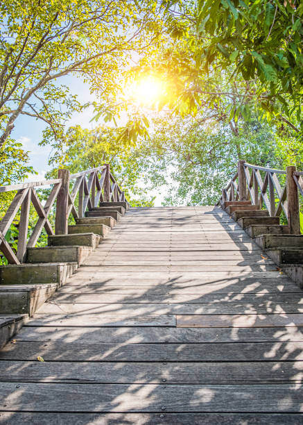 istock Wooden pathway in deep green forest lake 1357926071