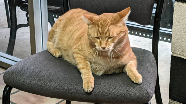 istock A Lone Feline on the Chair 1357926817