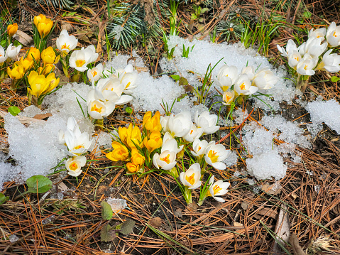 First colorful primroses, wild crocuses in snow, top view. Concept of first spring plants, seasons, weather