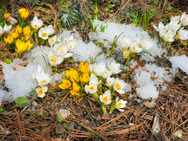 First colorful primroses, wild crocuses in snow, top view. Concept of first spring plants, seasons First colorful primroses, wild crocuses in snow, top view. Concept of first spring plants, seasons, weather primula stock pictures, royalty-free photos & images