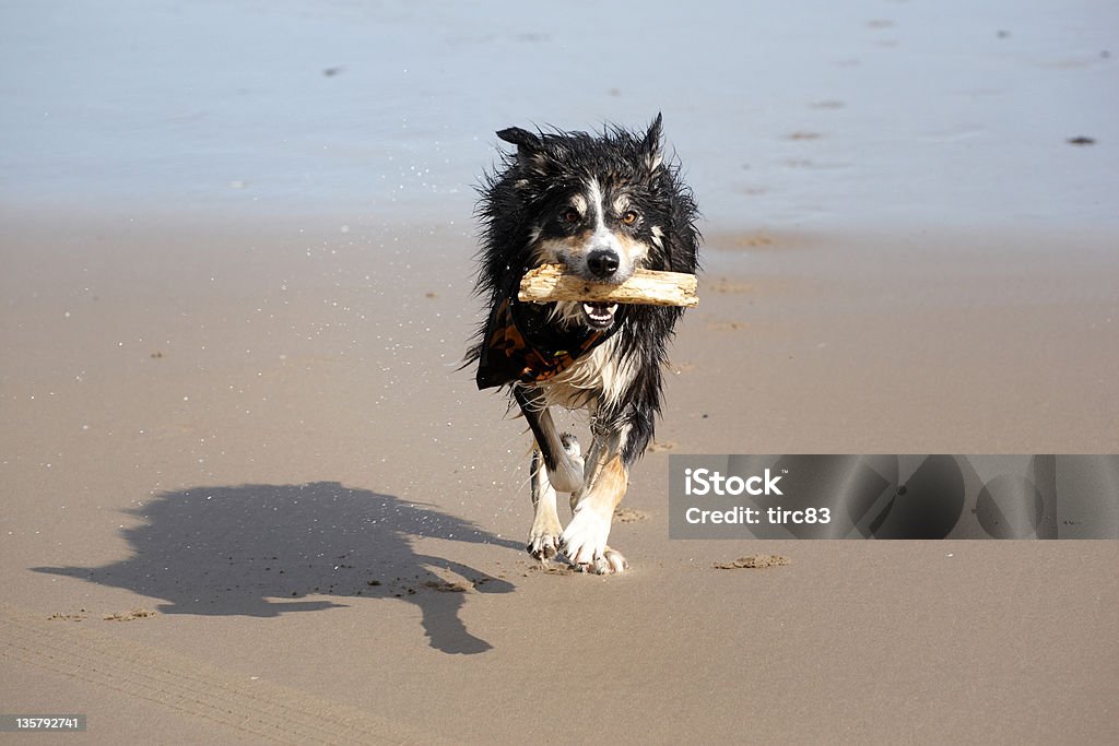 Border collie corriendo en la playa - Foto de stock de Agua libre de derechos