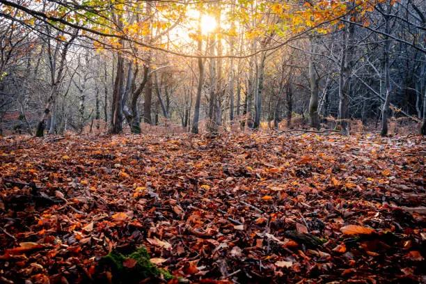 Sun shining through autumn leaves onto a autumnal forest floor of orange and red leaves.