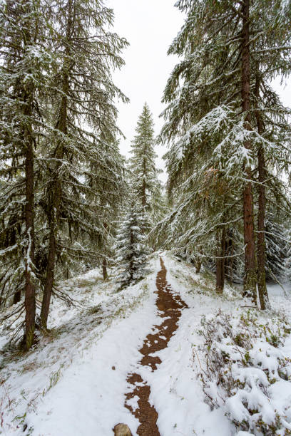 Winter wonderland: Beautiful hiking trail into a pine tree forest covered with fresh fallen snow.
