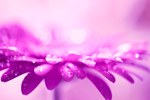 Close-up of a beautiful purple Gerbera flower with water drops. Beautiful heart shaped bokeh - it's a REAL bokeh photo, not an illustration or computer filter. Shallow depth of field, space for copy.