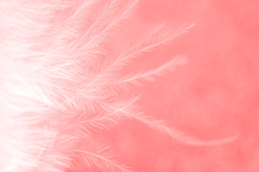 Extreme close-up of a white feather on a pink background. Space for copy.