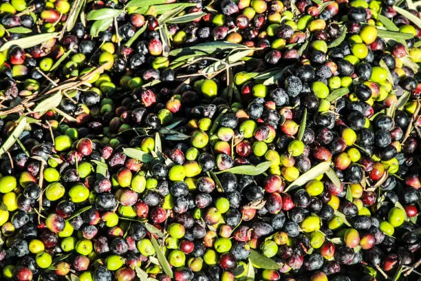 Harvested Olives in Benimantell plantation in Autumn. Alicante, Spain.