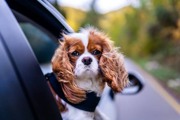 Cute Cavalier King Charles Spaniel having a car ride and sticks his head out the window