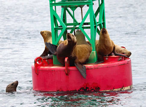 Sea lions on buoy in Alaska