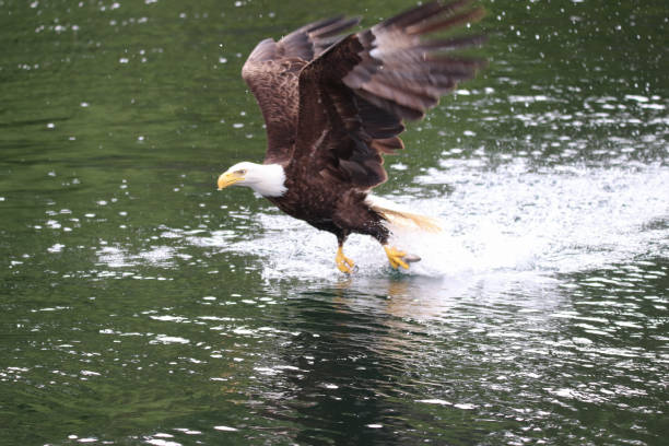 istock Eagle fishing 1357930399