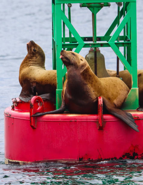 istock Sea lion on buoy 1357930513