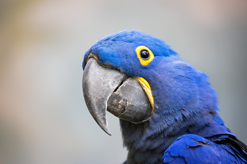 Hyacinth Macaw Pictures | Download Free Images on Unsplash