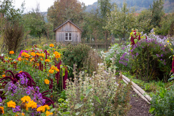 Beautiful cottage garden with autumn plants and flowers stock photo