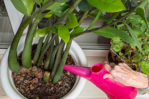 istock Old lady waters the flowers 1357934162