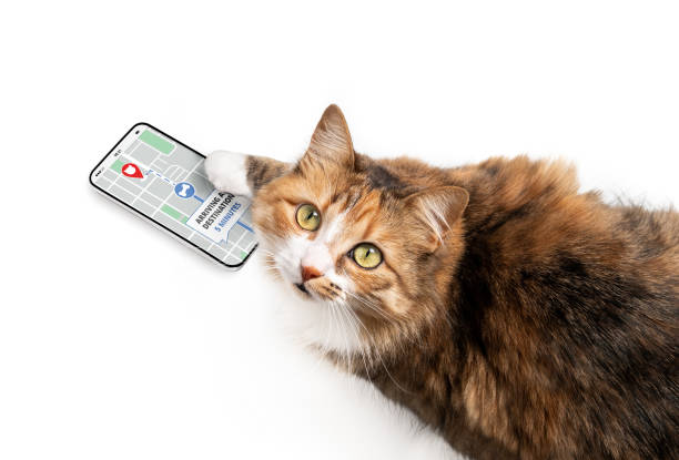Cat using delivery app on smart phone to online track order on street map. Concept for e-commerce, track service or home delivery shopping. Funny pets using technology or pets imitating owners. Fake mockup screen. canada road map stock pictures, royalty-free photos & images