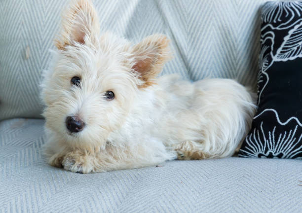 istock Pet Love at the Heart 1357934463