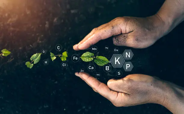 Biologic education in plant development. Role of mineral nutrients in plant life for development 
and growth.Factors necessary for the process of plant growth and development.Plant life cycle