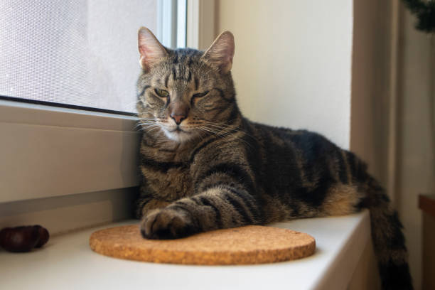 istock Lazy marbe domestic cat on the windowsill, cute lime eyes on tabby face 1357935263