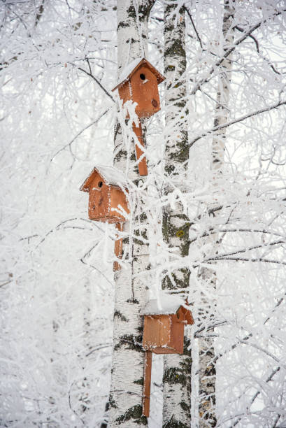 Wooden homemade birdhouses on a trees in a winter park