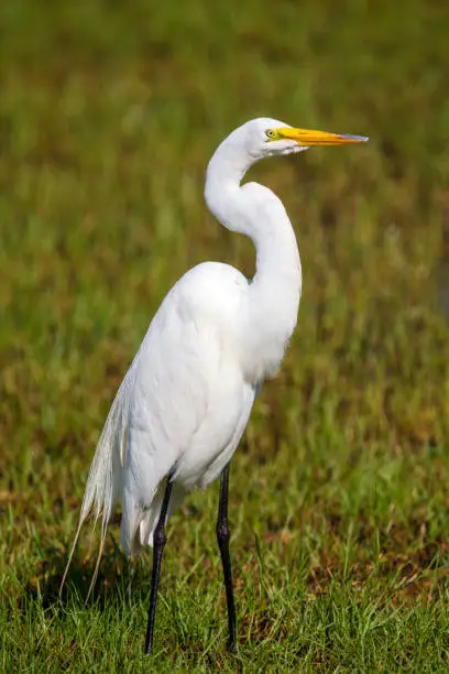 The beautiful and graceful Great Egret foraging in the tidal zone for fiddler crabs
