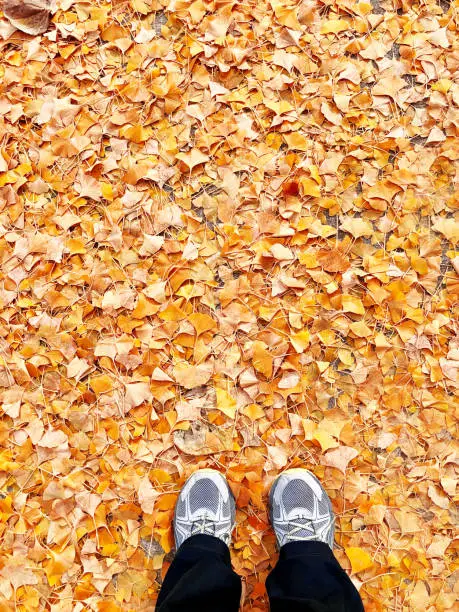 A pair of feet in sneakers standing on top of a sea of yellow Autumn Ginko leaves. View from above.