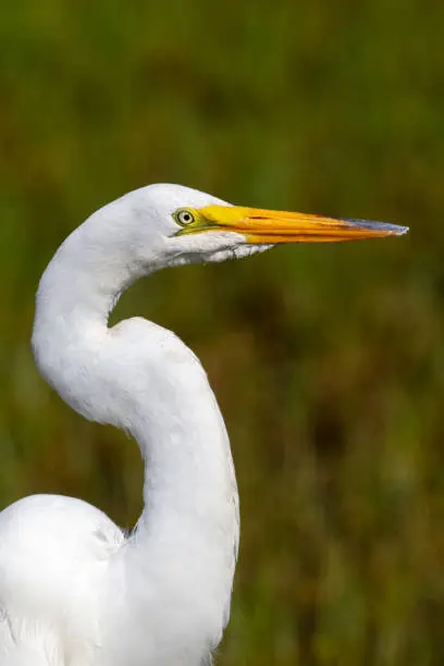 The beautiful and graceful Great Egret foraging in the tidal zone for fiddler crabs