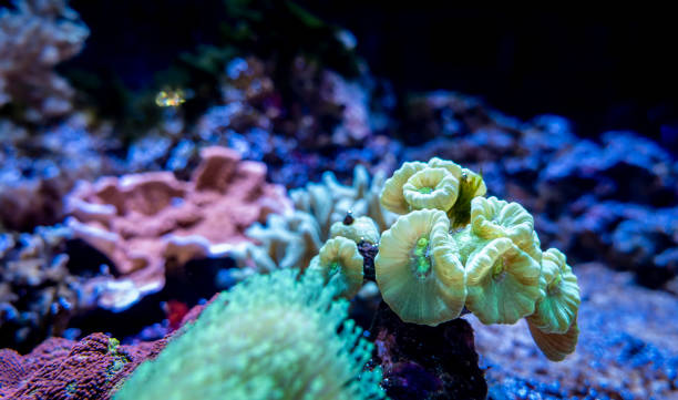 istock Coral colonies attached to rough rock surface in an aquarium 1357939343