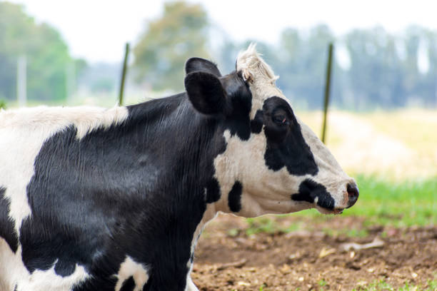 istock Livestock, cows with calves 1357939628