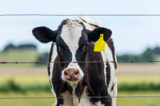 istock Livestock, cows with calves 1357939631