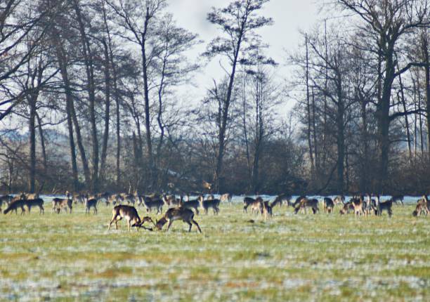 istock Fighting fallow deer in the wild 1357940594