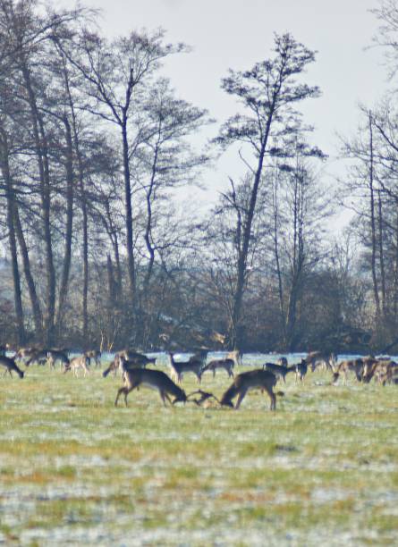 istock Fighting fallow deer in the wild 1357940602
