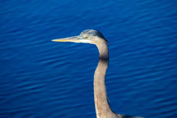 Side portrait of a Great Blue Heron against vivid blue water