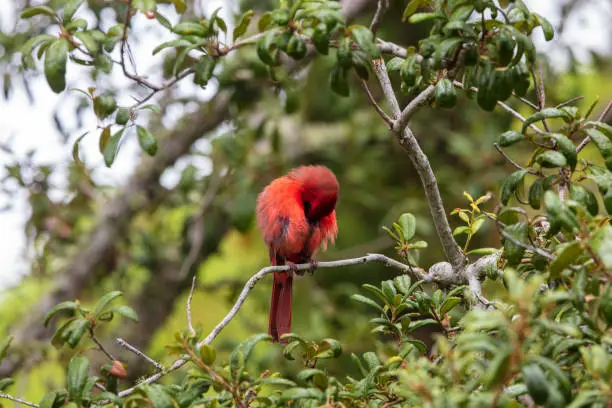 A bright red male cardinal is caught preening in a live oak tree with dark green foliage all around him