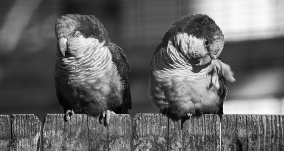 Two green birds perched on fence preening feathers