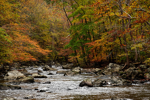 A rocky stream amongst the  brilliant colors of fall in Califon, New Jersey