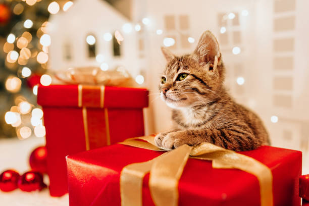The cat receives a gift for the Christmas holidays The cat receives a gift for the Christmas holidays in a festive red box kitten gift stock pictures, royalty-free photos & images