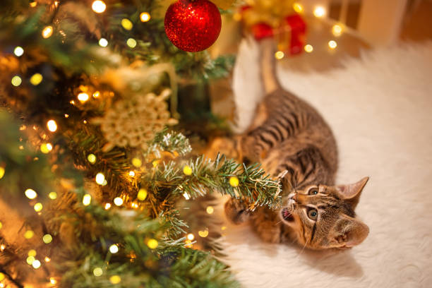 istock A cat looks to the branches of a decorated Christmas tree 1357944721