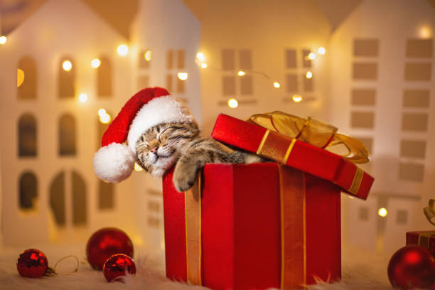 A kitten in a red Santa hat is lying and sleeping in a gift among the Christmas lights A kitten in a red Santa hat is lying and sleeping in a gift box among the Christmas lights kitten gift stock pictures, royalty-free photos & images