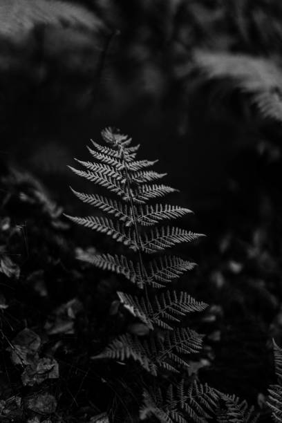 istock Fern in black and white 1357946245