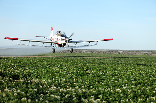 A pilot flies an aerial crop duster air craft low over an Idaho  potato field, spraying agricultural chemicals on green farm crops in summer.