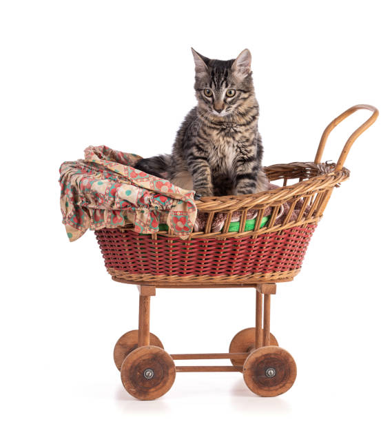 istock ray tabby kitten in a doll baby carriage 1357948779