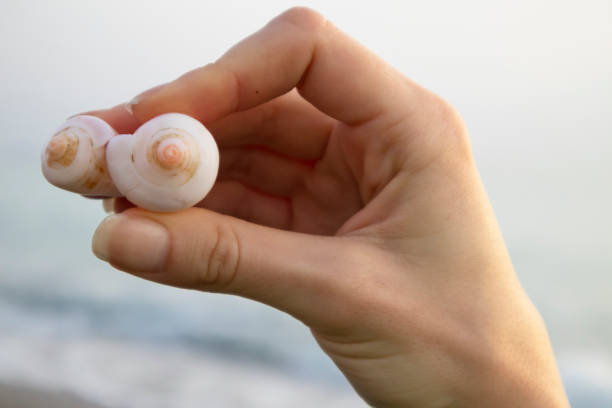 Seashell, Human hand, Holding, Happiness, Beach