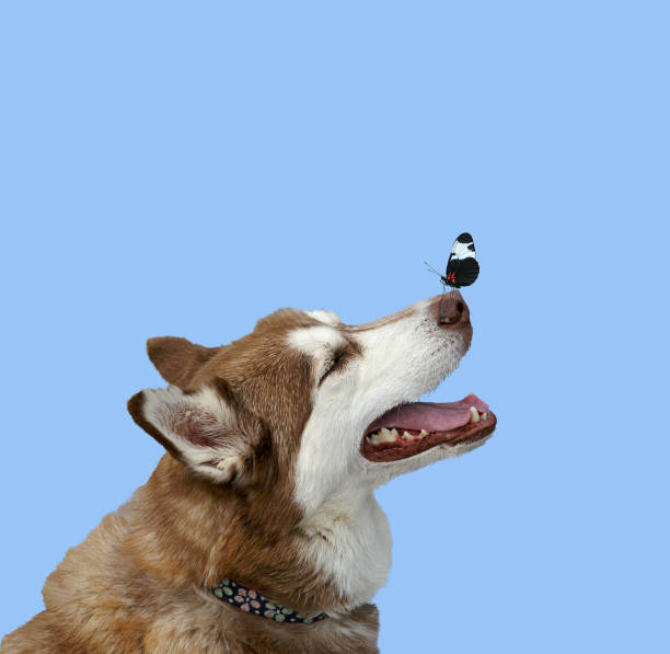istock Dog With Butterfly on Nose 1357950301