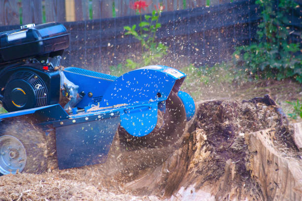 Stump Grinder at Work Machine grinding stump left after tree removal tree stump stock pictures, royalty-free photos & images