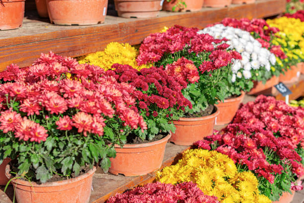 istock Flowers in pots close-up. 1357951073
